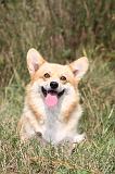 CORGI PEMBROKE 273